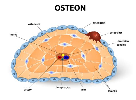 Label osteon - This page last updated 2 September 2013 by Udo M. Savalli ()Images and text © Udo M. Savalli. All rights reserved.
